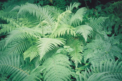 Lush and green ferns photographed with 35m film