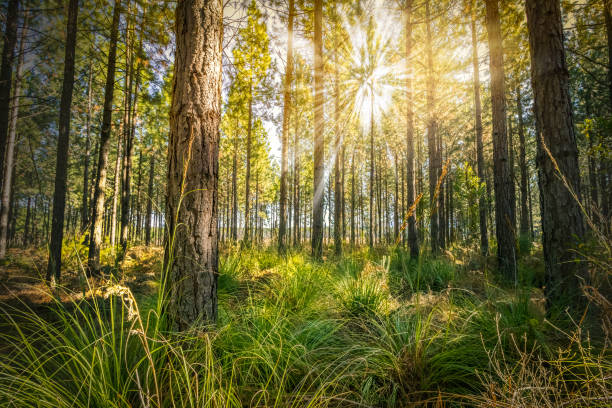 istock Forest with rays of sunshine 1331791658