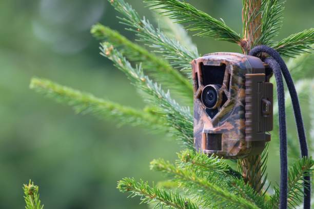 istock Camouflage wildlife camera trap on the tree 1331791840