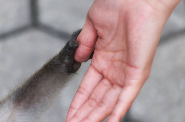 istock Long tailed Macaque Batu Caves Malaysia 1331792695