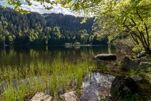istock Feldsee lake in the Black Forest, Germany 1331793034