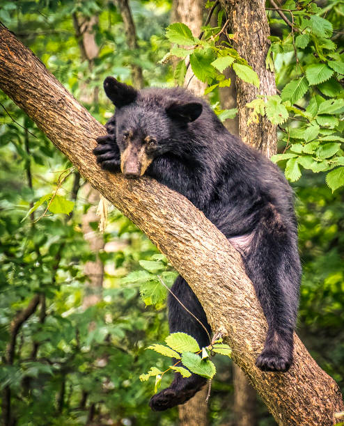 istock Bear Spa Resting from Summer Heat 1331793949