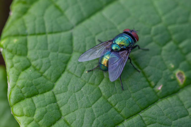 istock Common green bottle fly - Lucilia sericata 1331793995