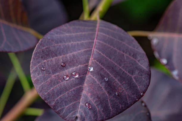 istock Royal purple leaf - cotinus coggygria 1331794037