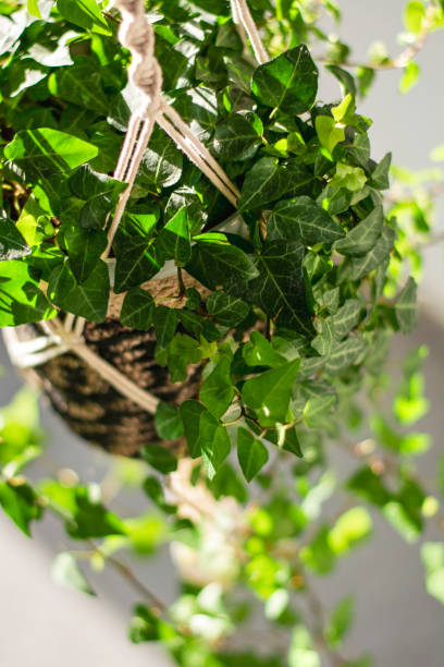 istock Green Ivy (Hedera helix) in stylish handmade macrame shelf planter hanger 1331794164