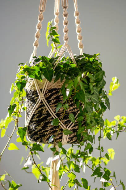istock Green Ivy (Hedera helix) in stylish handmade macrame shelf planter hanger 1331794179