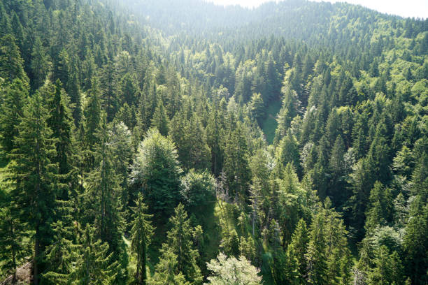 The climate crisis and forest dieback hit the forests in Germany and Bavaria very hard, photographed in 2021 This is the climate crisis and forest dieback hit the forests in Germany and Bavaria very hard, photographed in 2021 forest dieback stock pictures, royalty-free photos & images