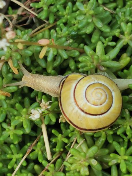istock Snail in the rock garden 1331794959