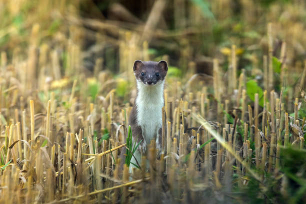 Beautiful stoat Beautiful stoat (Mustela erminea) standing in a cutted cereal field and looking at camera. stoat mustela erminea stock pictures, royalty-free photos & images