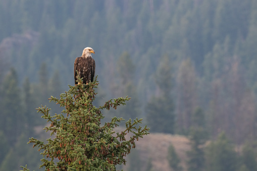 Bald Eagle perched in tree top in Lamar Valley in Yellowstone National Park looking over the river below. This is on the border of Wyoming and Montana in western USA. Nearby towns are Gardiner and Cooke City Montana. Larger towns nearby are Bozeman and Billings Montana and Jackson Hole, Wyoming. John Morrison Photographer