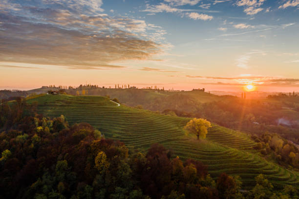 istock Aerial view of vineyard and forest 1331796528