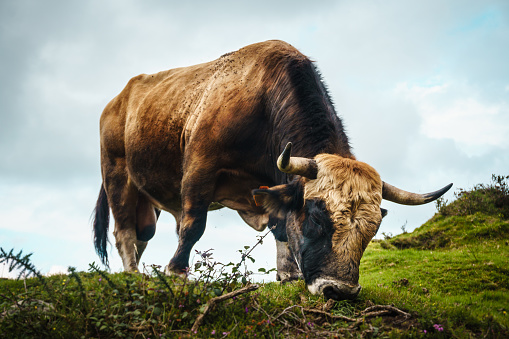 Bull feeding on grass in freedom, in the green mountains of Asturias. Up close and from below.