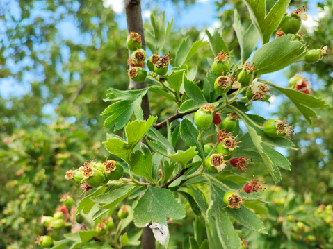 Hazelnuts ripening in the garden
