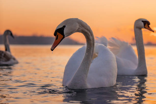 istock Swans floating on lake during sunset 1331798912