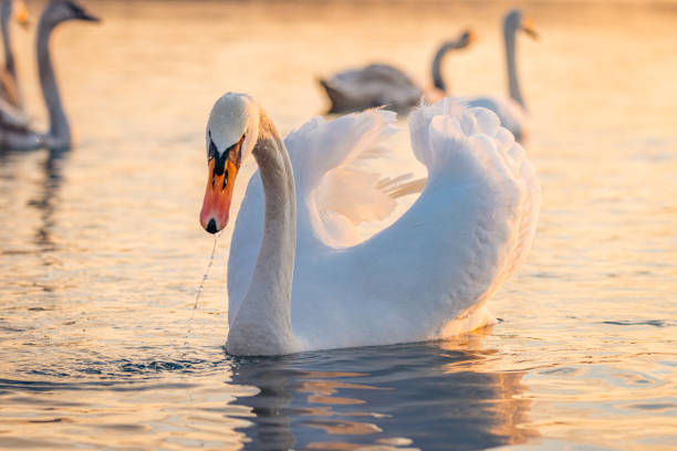 istock Swans floating on lake during sunset 1331799028