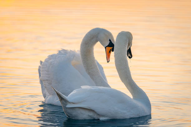 istock Swans floating on lake during sunset 1331799605