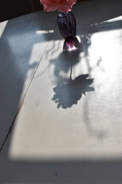The elegant and romantic shadow from a single rose and window stretchers.