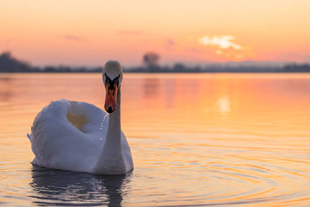 istock Swan floating on lake during sunset 1331799751