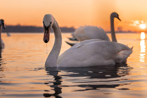 istock Swans floating on lake during sunset 1331799797