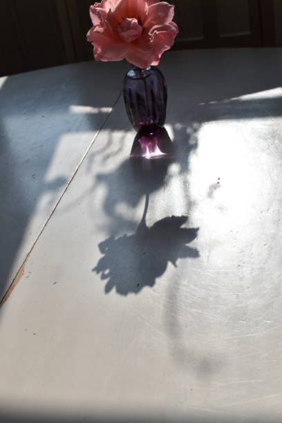 istock A poetic and romantic image from a rose and it`s shadow. 1331799819