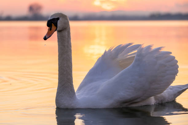 istock Swan floating on lake during sunset 1331799821