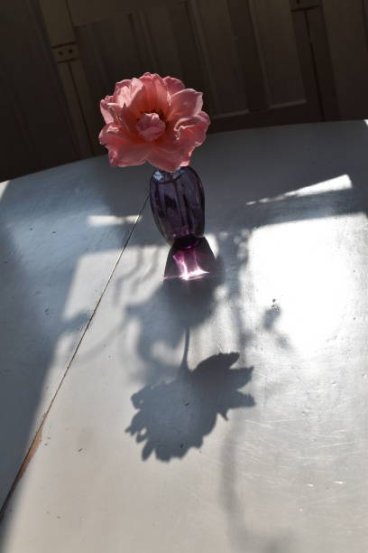 An idyllic image of a back lit rose colored rose head in a vase. A dreamlike atmosphere - you see the rose, the reflection from sunlight through the purple glass and the perfect rose head shaped shadow from the rose - this way you see the rose from two angles like in projection drawings. concentrated solar power stock pictures, royalty-free photos & images