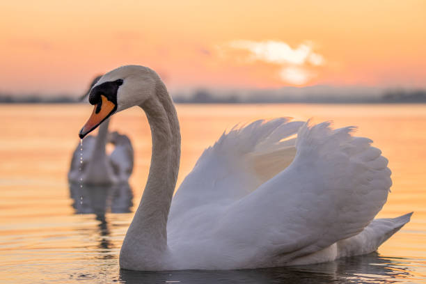 istock Swans floating on lake during sunset 1331799914