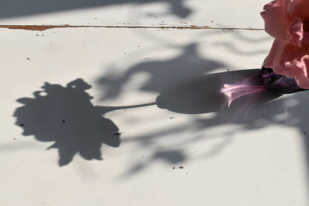 istock Part of a rose and it`s shadow - a poetic image. 1331799926