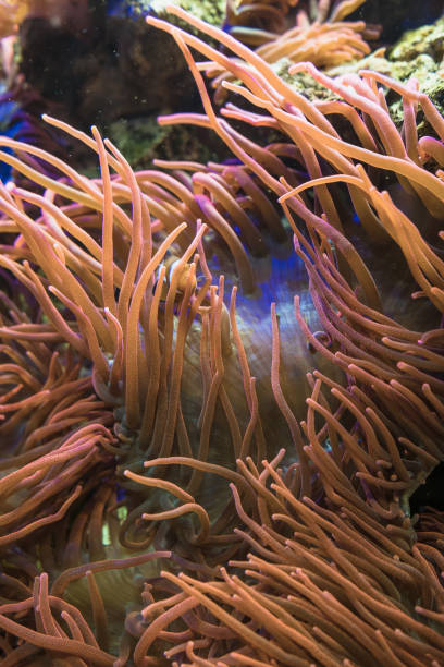 istock vertical image of underwater creature bubble-tip anemone 1331799967