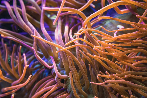istock close up view of Bubble-tip(Entacmaea quadricolor) anemone 1331800006