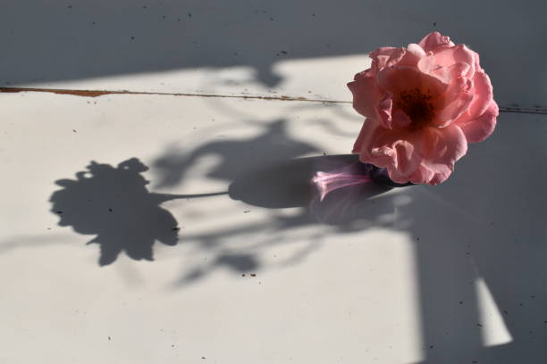 istock Sunlight through a window on a rose bouquet creates beauty 1331800076