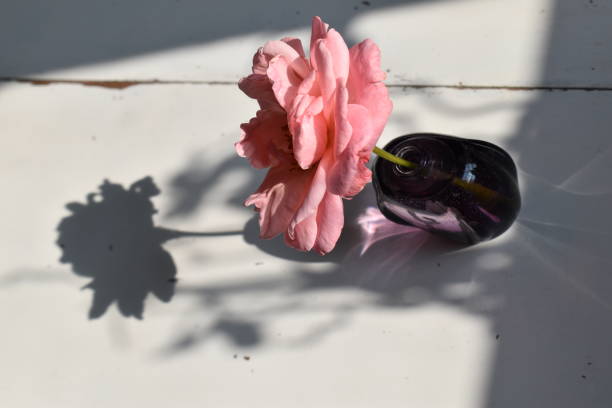 High angle view on a rose in a glass vase and the shadow. A romantic, dreamlike and ethereal image - you get to see the rose from two angles like in a projection drawing. concentrated solar power stock pictures, royalty-free photos & images