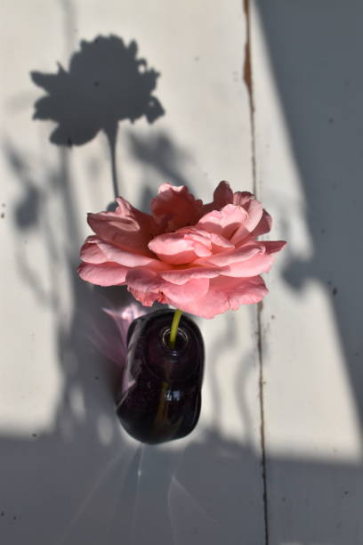 istock A vase with a rose head and the shadow. 1331800147