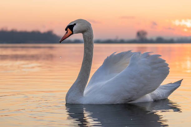 istock Swan floating on lake during sunset 1331800151