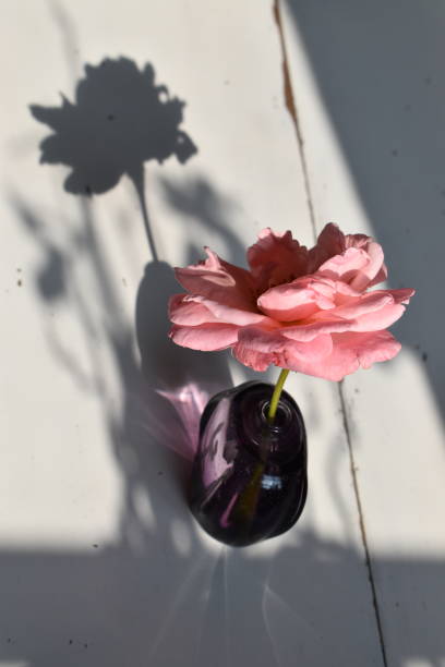 istock A vase with a rose head and the shadow - a poetic image. 1331800185