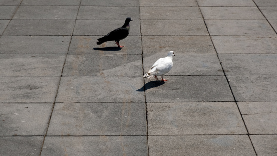 black and white pigeon standing side by side