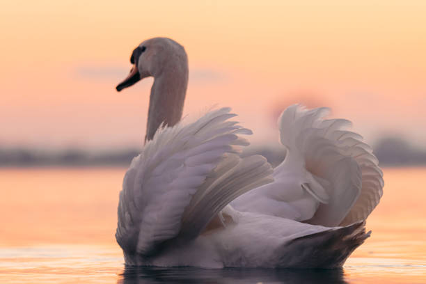 istock Swan floating on lake during sunset 1331800225