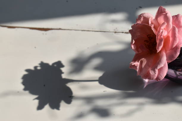 istock A rose head and it`shadow - a poetic image. 1331800253