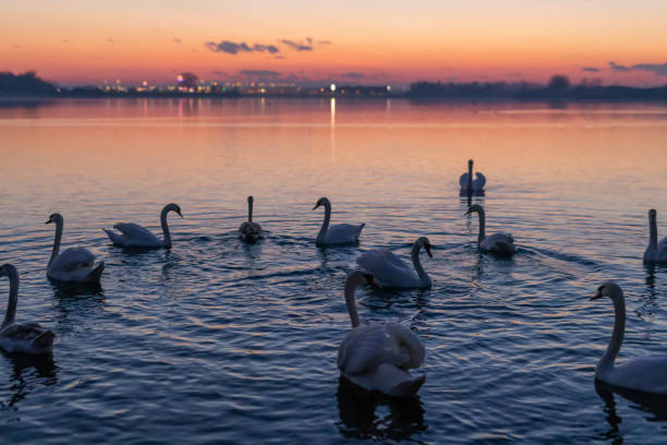 Flock of white swans floating on lake during sunset