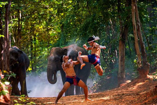 Hit the knee. Thai boxers are fighting in a jungle with elephants. Boxing Fighting with elephants is the background