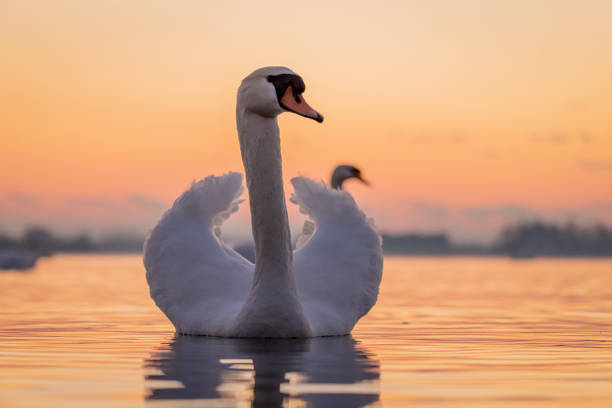istock Swan floating on lake during sunset 1331800915