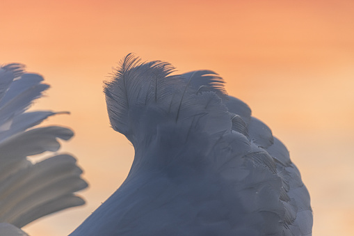 Close up of white swan wings