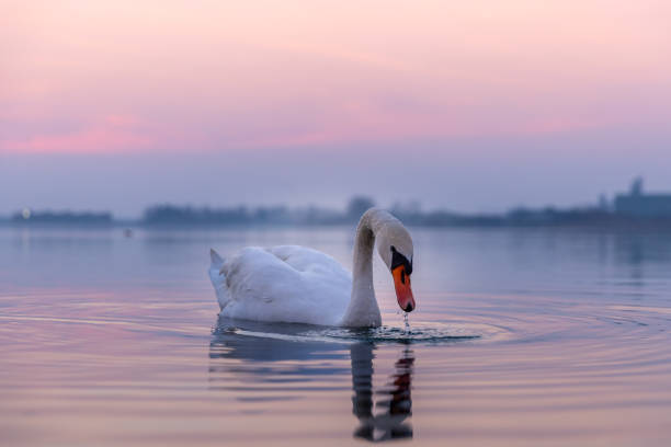 istock Swan floating on lake during sunset 1331801424