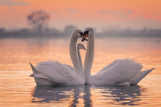 cisnes flotando en el lago durante la puesta de sol - cisne blanco comun fotografías e imágenes de stock