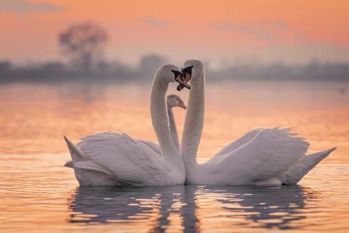 White swans floating on lake during sunset