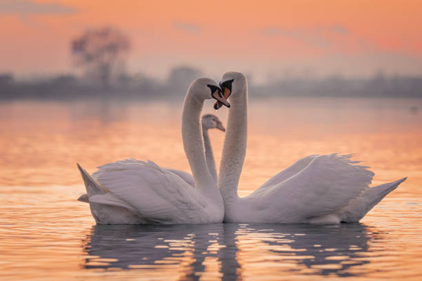 Swans floating on lake during sunset White swans floating on lake during sunset swan photos stock pictures, royalty-free photos & images