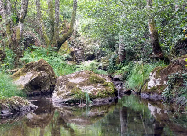 Photo of Pond in the forest