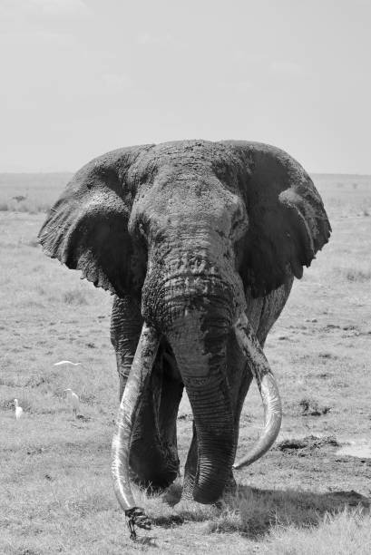 istock Tim the big Tusker ! 1331801682