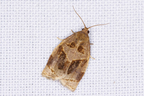 schmetterling von archips rosana (cacoecia) die rosentortrix tortricidae. die larven ernähren sich in gerollten blättern verschiedener obstpflanzen wie himbeeren, kulturrosen und obstgärten. - crop farm nature man made stock-fotos und bilder