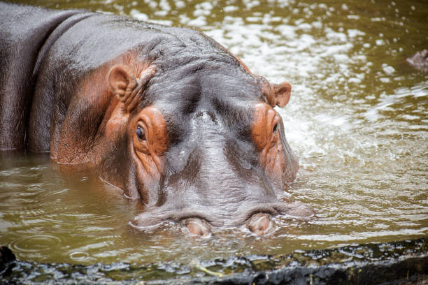 istock Hippopotamus in the water 1331802885